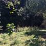 St Helena - Tree Areas & Rainforest