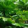 Daintree Fan Palm Forest