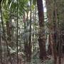 Palm Tree Grove