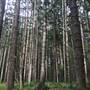 Bonogin Backlot & Pine Forest