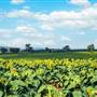 Sunflower Fields