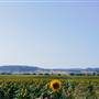 Sunflower Fields