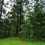 Hillside Hoop Pine Forest