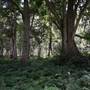 Hinterland Stream with Forest & Paddock