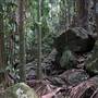 Jungle / Strangler Figs / Palm Grove / Rock Wall