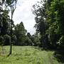 Hinterland Jungle Backlot
