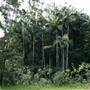 Hinterland Jungle Backlot