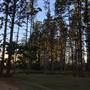 The Secret Forest - Oxley Creek Common