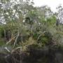 Harrys Hut Area (Noosa Everglades)