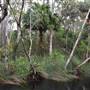 The Narrows (Noosa Everglades)