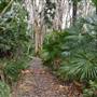 Fig Tree Point (Noosa Everglades)