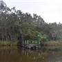 Fig Tree Point (Noosa Everglades)