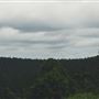 Sunshine Coast Region - Bernakin Forest (Blackbutt Range)