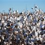 Cotton Fields