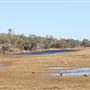 Georgina River
