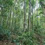 Hallorans Hill Conservation Park