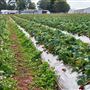 Shaylee Strawberry Farm