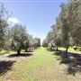 Watercress Creek Olives and Limes