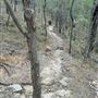 Toohey Forest - Toohey Ridge Track