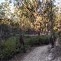 Toohey Forest - Toohey Ridge Track