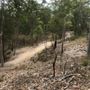Bloodwood Track - Whites Hill Reserve