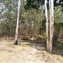 Mount Coot-tha Forest - Pinnacle Trail