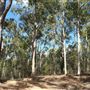 Mount Coot-tha Forest - Powerful Owl Trail
