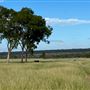 Dumbarton Cattle Station