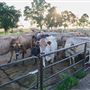Mungalli Creek Bio-Dynamic Dairy