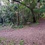 Peterson Creek Wildlife & Botanical Walking Track