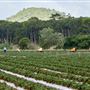 Tablelands Farming