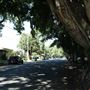 Chelmer Streetscape