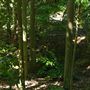 Mount Coot-tha Botanic Gardens - Australian Rainforest Track
