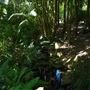 Mount Coot-tha Botanic Gardens - Australian Rainforest Track