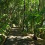 Mount Coot-tha Botanic Gardens - Australian Rainforest Track