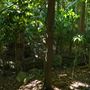 Mount Coot-tha Botanic Gardens - Australian Rainforest Track