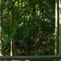Mount Coot-tha Botanic Gardens - Australian Rainforest Track