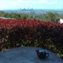 Mt Coot-tha Lookout