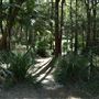 Cornubia Forest