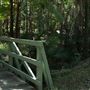 Cornubia Forest