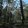 Cornubia Forest