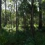 Venman Bushland