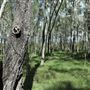 Boondall Wetlands