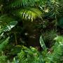 Rainforest Gardens