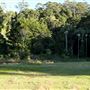 Jungle
