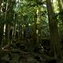 Jungle