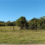 Rural Rainforest and High Fence