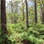 Coombabah Lakelands Conservation Area - Open Field & Forest