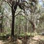 Coombabah Lakelands Conservation Area - Open Field & Forest