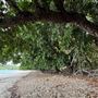 Garners Beach